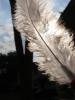 <imgl0*100:stuff/z/147496/Feathered%2520Dreams/P7030081.JPG>