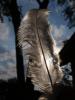 <imgl0*100:stuff/z/147496/Feathered%2520Dreams/P7030082.JPG>