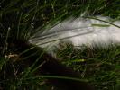 <img0*100:stuff/z/147496/Feathered%2520Dreams/P7030083.JPG>