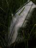 <imgr0*100:stuff/z/147496/Feathered%2520Dreams/P7030084.JPG>