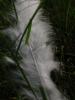 <imgr0*100:stuff/z/147496/Feathered%2520Dreams/P7030085.JPG>