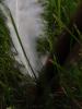 <imgr0*100:stuff/z/147496/Feathered%2520Dreams/P7030086.JPG>