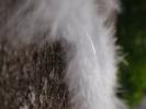 <img0*100:stuff/z/147496/Feathered%2520Dreams/P7030087.JPG>