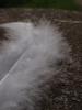 <imgr0*100:stuff/z/147496/Feathered%2520Dreams/P7030088.JPG>