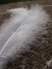 <imgr0*100:stuff/z/147496/Feathered%2520Dreams/P7030089.JPG>