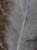 <imgr0*100:stuff/z/147496/Feathered%2520Dreams/P7030090.JPG>