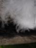<imgr0*100:stuff/z/147496/Feathered%2520Dreams/P7030091.JPG>