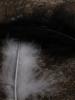 <imgl0*100:stuff/z/147496/Feathered%2520Dreams/P7030093.JPG>