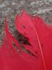 <imgr0*100:stuff/z/147496/Feathered%2520Dreams/P7040001.JPG>