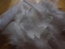<img0*100:stuff/z/147496/Feathered%2520Dreams/P7040002%20%282%29.JPG>