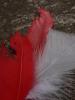 <imgr0*100:stuff/z/147496/Feathered%2520Dreams/P7040002.JPG>