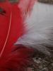<imgr0*100:stuff/z/147496/Feathered%2520Dreams/P7040003.JPG>