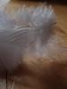 <imgr0*100:stuff/z/147496/Feathered%2520Dreams/P7040004%20%282%29.JPG>