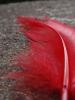 <imgl0*100:stuff/z/147496/Feathered%2520Dreams/P7040004.JPG>
