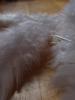 <imgr0*100:stuff/z/147496/Feathered%2520Dreams/P7040005%20%282%29.JPG>