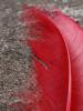 <imgl0*100:stuff/z/147496/Feathered%2520Dreams/P7040005.JPG>