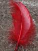<imgr0*100:stuff/z/147496/Feathered%2520Dreams/P7040006.JPG>