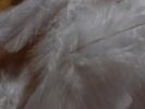 <img0*100:stuff/z/147496/Feathered%2520Dreams/P7040007%20%282%29.JPG>