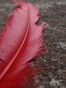 <imgr0*100:stuff/z/147496/Feathered%2520Dreams/P7040008.JPG>