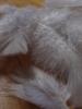 <imgr0*100:stuff/z/147496/Feathered%2520Dreams/P7040009%20%282%29.JPG>