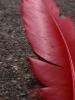 <imgr0*100:stuff/z/147496/Feathered%2520Dreams/P7040009.JPG>
