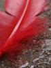<imgr0*100:stuff/z/147496/Feathered%2520Dreams/P7040010.JPG>