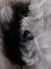 <imgr0*100:stuff/z/147496/Feathered%2520Dreams/P7040011%20%282%29.JPG>