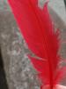 <imgr0*100:stuff/z/147496/Feathered%2520Dreams/P7040011.JPG>