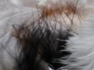 <img0*100:stuff/z/147496/Feathered%2520Dreams/P7040012%20%282%29.JPG>