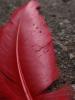 <imgr0*100:stuff/z/147496/Feathered%2520Dreams/P7040012.JPG>