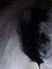 <imgr0*100:stuff/z/147496/Feathered%2520Dreams/P7040013%20%282%29.JPG>