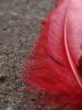 <imgr0*100:stuff/z/147496/Feathered%2520Dreams/P7040013.JPG>