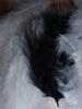 <imgr0*100:stuff/z/147496/Feathered%2520Dreams/P7040014%20%282%29.JPG>