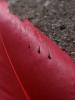 <imgr0*100:stuff/z/147496/Feathered%2520Dreams/P7040014.JPG>