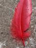<imgr0*100:stuff/z/147496/Feathered%2520Dreams/P7040015.JPG>