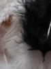 <imgr0*100:stuff/z/147496/Feathered%2520Dreams/P7040016%20%282%29.JPG>