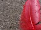 <img0*100:stuff/z/147496/Feathered%2520Dreams/P7040016.JPG>