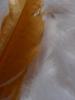 <imgl0*100:stuff/z/147496/Feathered%2520Dreams/P7040017%20%282%29.JPG>
