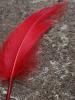 <imgl0*100:stuff/z/147496/Feathered%2520Dreams/P7040017.JPG>