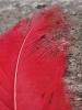 <imgr0*100:stuff/z/147496/Feathered%2520Dreams/P7040018.JPG>