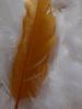 <imgr0*100:stuff/z/147496/Feathered%2520Dreams/P7040019%20%282%29.JPG>