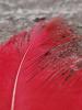 <imgl0*100:stuff/z/147496/Feathered%2520Dreams/P7040020.JPG>
