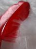 <imgr0*100:stuff/z/147496/Feathered%2520Dreams/P7040021%20%282%29.JPG>