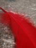 <imgr0*100:stuff/z/147496/Feathered%2520Dreams/P7040021.JPG>