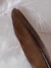 <imgl0*100:stuff/z/147496/Feathered%2520Dreams/P7040022%20%282%29.JPG>