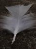 <imgl0*100:stuff/z/147496/Feathered%2520Dreams/P7040022.JPG>