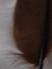 <imgr0*100:stuff/z/147496/Feathered%2520Dreams/P7040023%20%282%29.JPG>