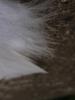 <imgr0*100:stuff/z/147496/Feathered%2520Dreams/P7040023.JPG>