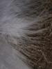 <imgr0*100:stuff/z/147496/Feathered%2520Dreams/P7040024.JPG>