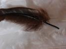 <img0*100:stuff/z/147496/Feathered%2520Dreams/P7040025%20%282%29.JPG>